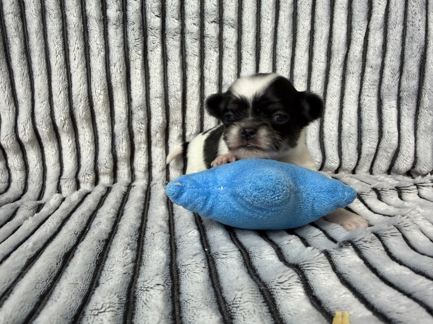 du moulin de madjurie - Chiots disponibles - Chihuahua