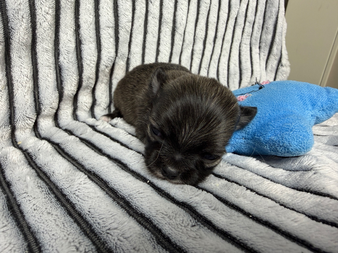 du moulin de madjurie - Chiots disponibles - Chihuahua