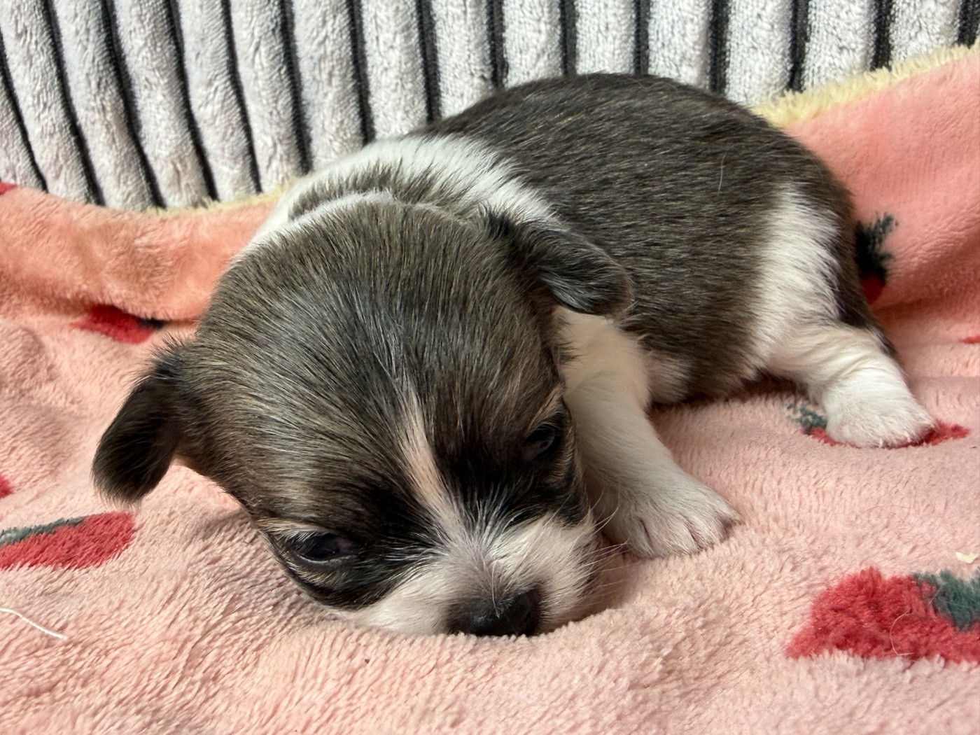 du moulin de madjurie - Chiots disponibles - Chihuahua