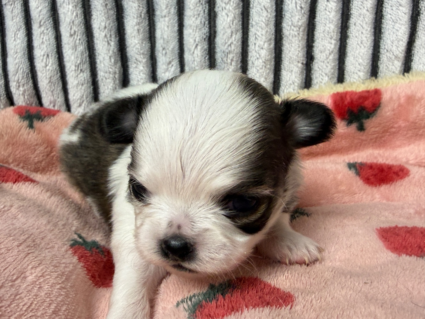 du moulin de madjurie - Chiots disponibles - Chihuahua