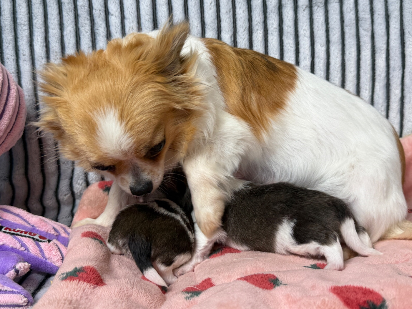 Chiot Chihuahua du moulin de madjurie