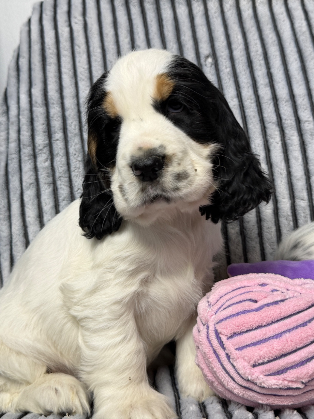 du moulin de madjurie - Chiots disponibles - Cocker Spaniel Anglais
