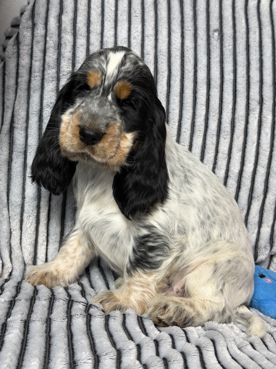 du moulin de madjurie - Chiots disponibles - Cocker Spaniel Anglais