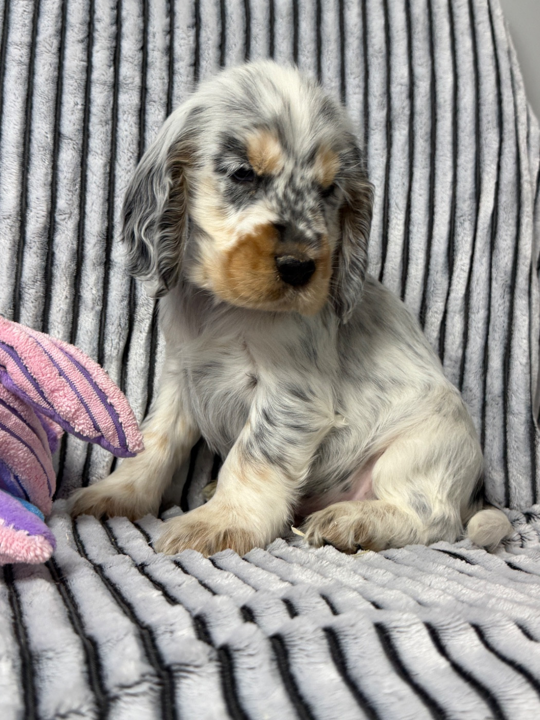 du moulin de madjurie - Chiots disponibles - Cocker Spaniel Anglais