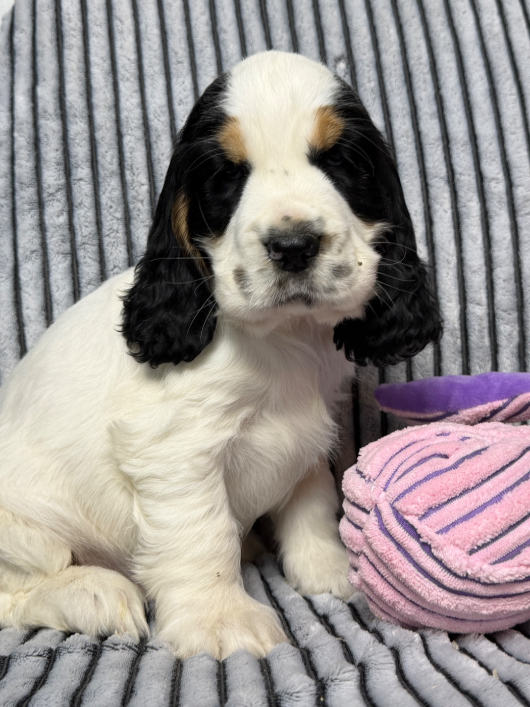 du moulin de madjurie - Chiots disponibles - Cocker Spaniel Anglais