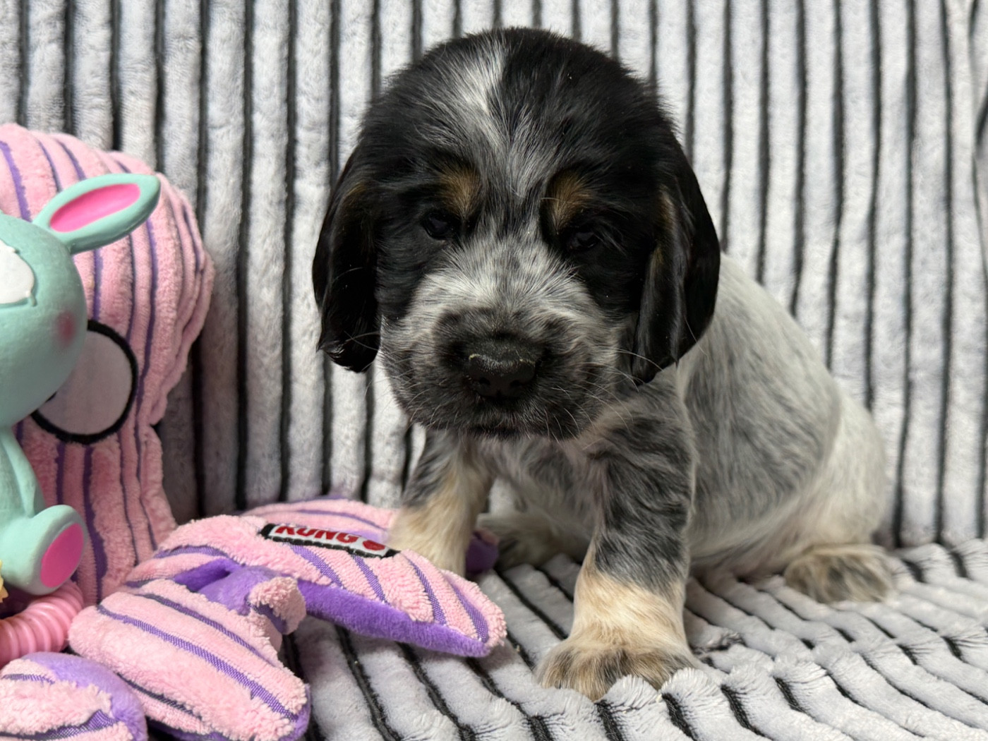du moulin de madjurie - Chiots disponibles - Cocker Spaniel Anglais