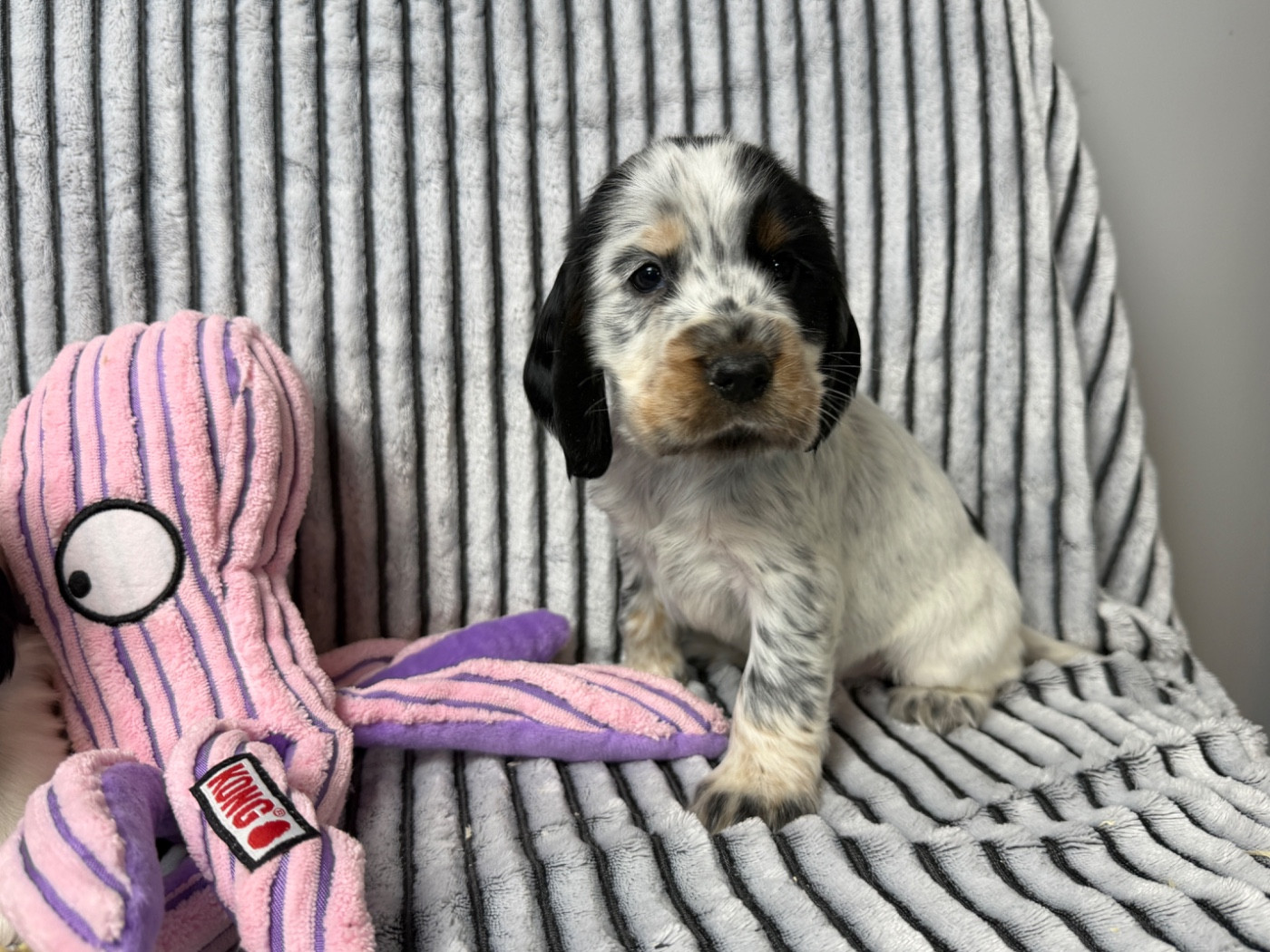du moulin de madjurie - Chiots disponibles - Cocker Spaniel Anglais