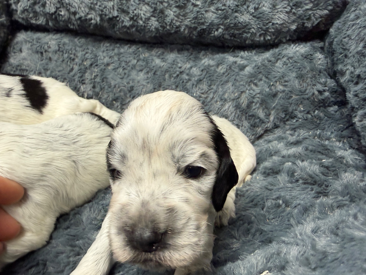 du moulin de madjurie - Chiots disponibles - Cocker Spaniel Anglais