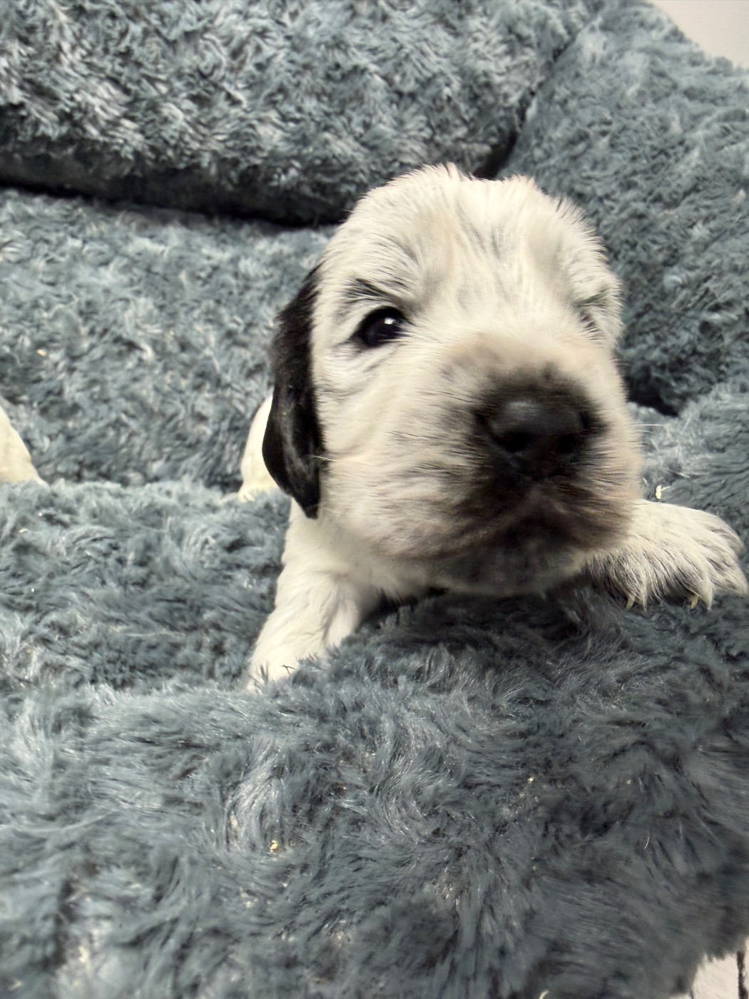 du moulin de madjurie - Chiots disponibles - Cocker Spaniel Anglais