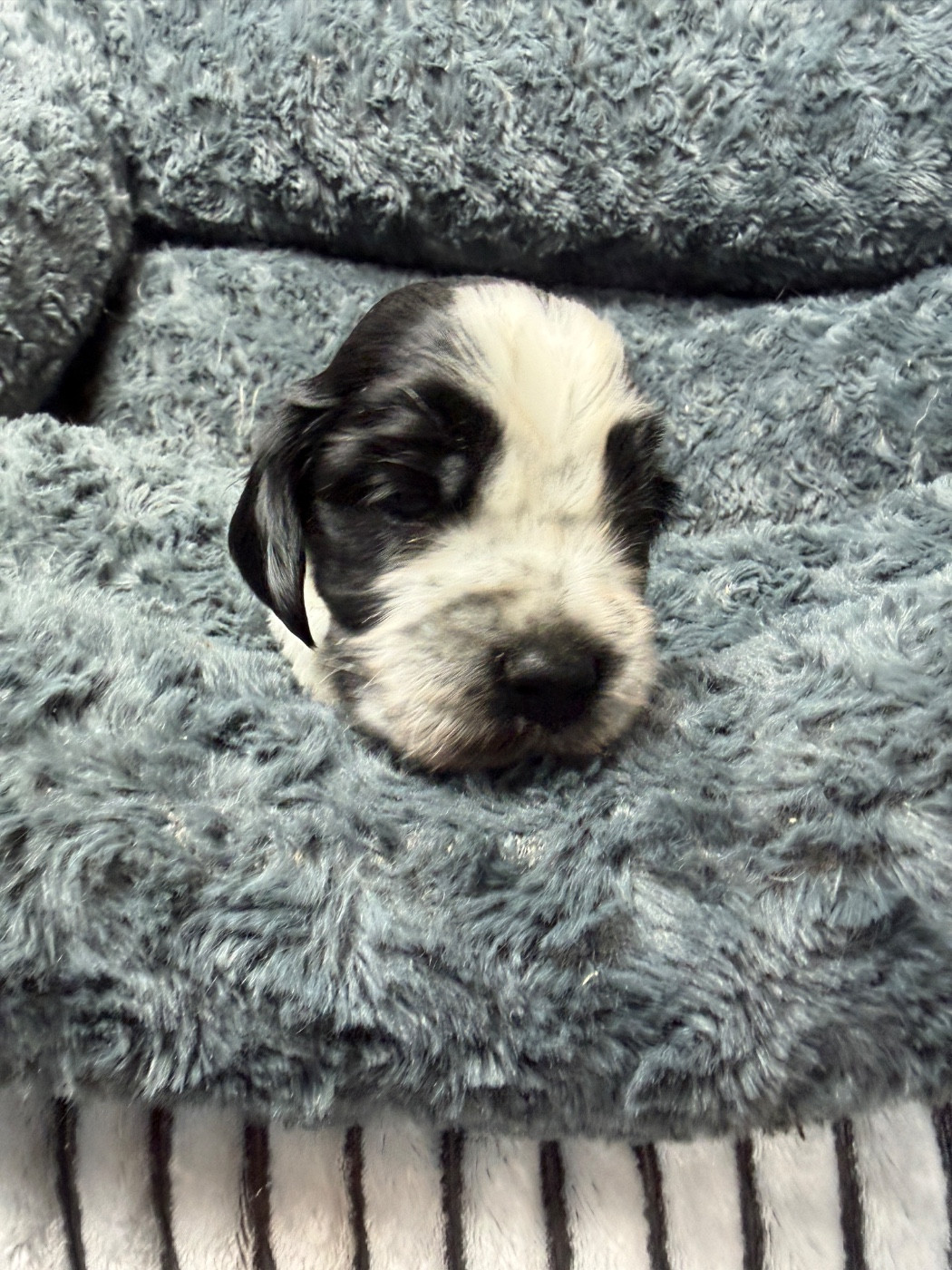 du moulin de madjurie - Chiots disponibles - Cocker Spaniel Anglais