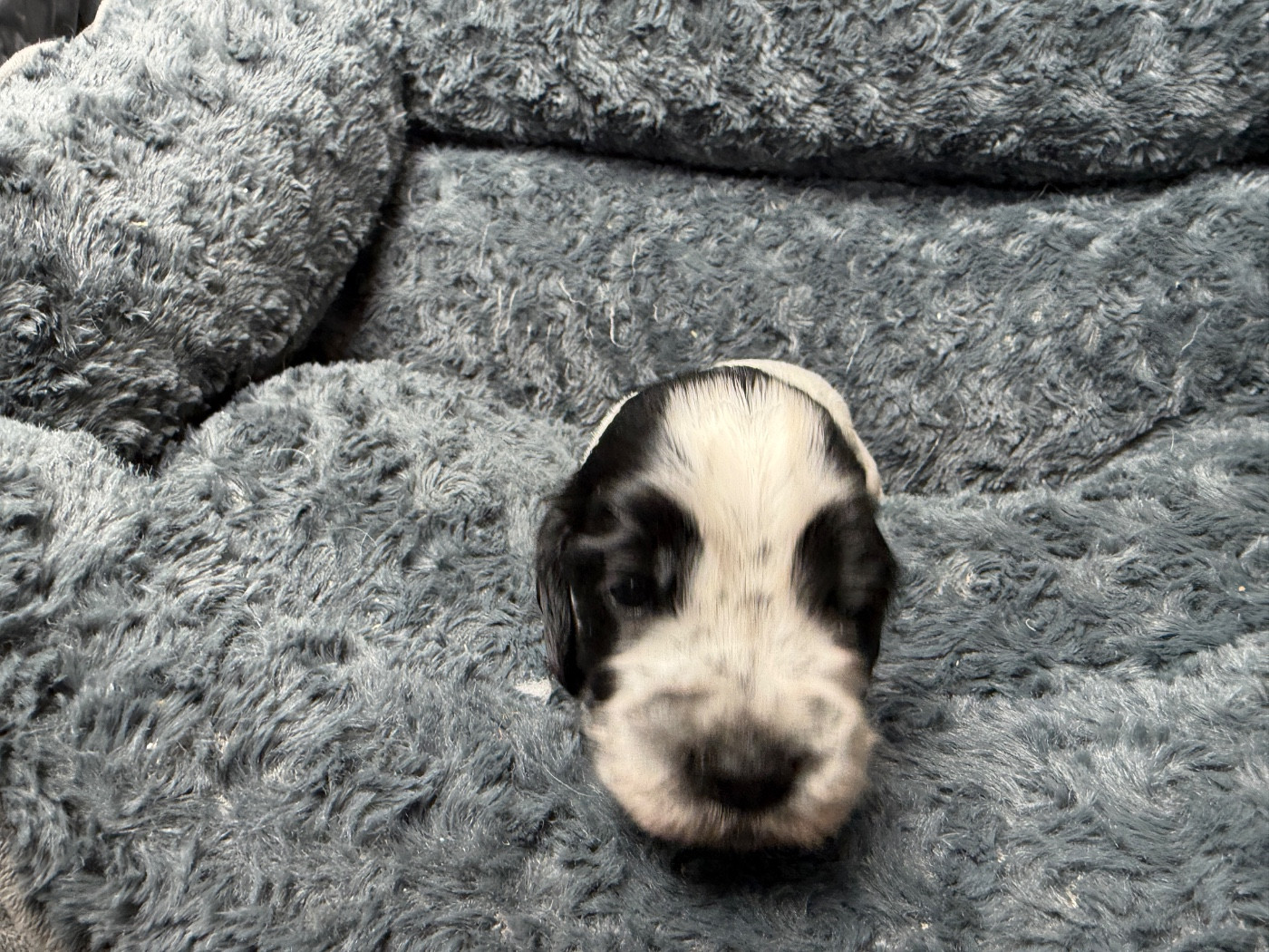du moulin de madjurie - Chiots disponibles - Cocker Spaniel Anglais