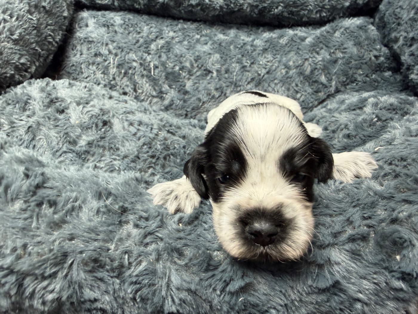 du moulin de madjurie - Chiots disponibles - Cocker Spaniel Anglais