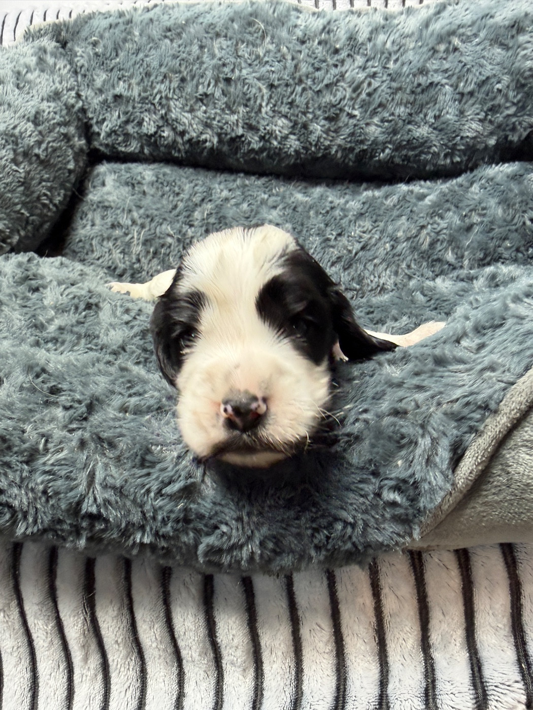 du moulin de madjurie - Chiots disponibles - Cocker Spaniel Anglais