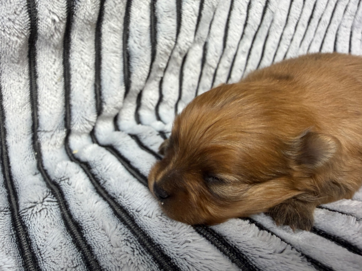du moulin de madjurie - Chiots disponibles - Spitz allemand