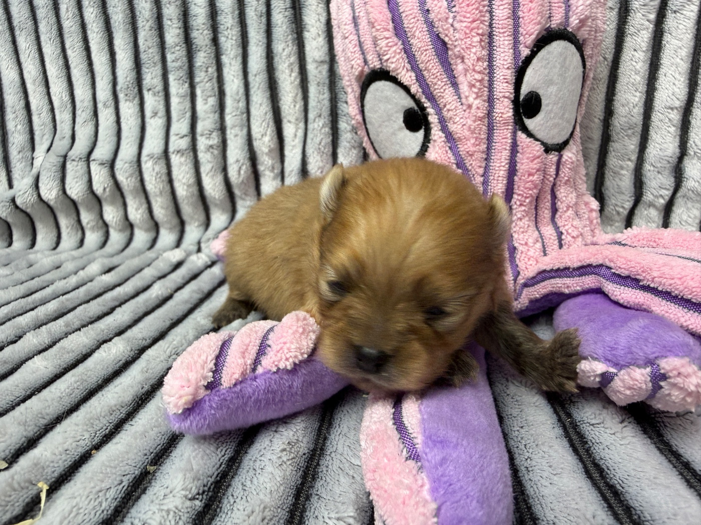 du moulin de madjurie - Chiots disponibles - Spitz allemand