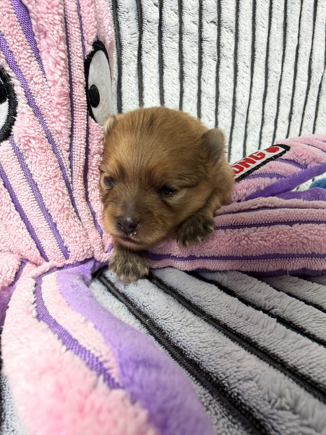 du moulin de madjurie - Chiots disponibles - Spitz allemand
