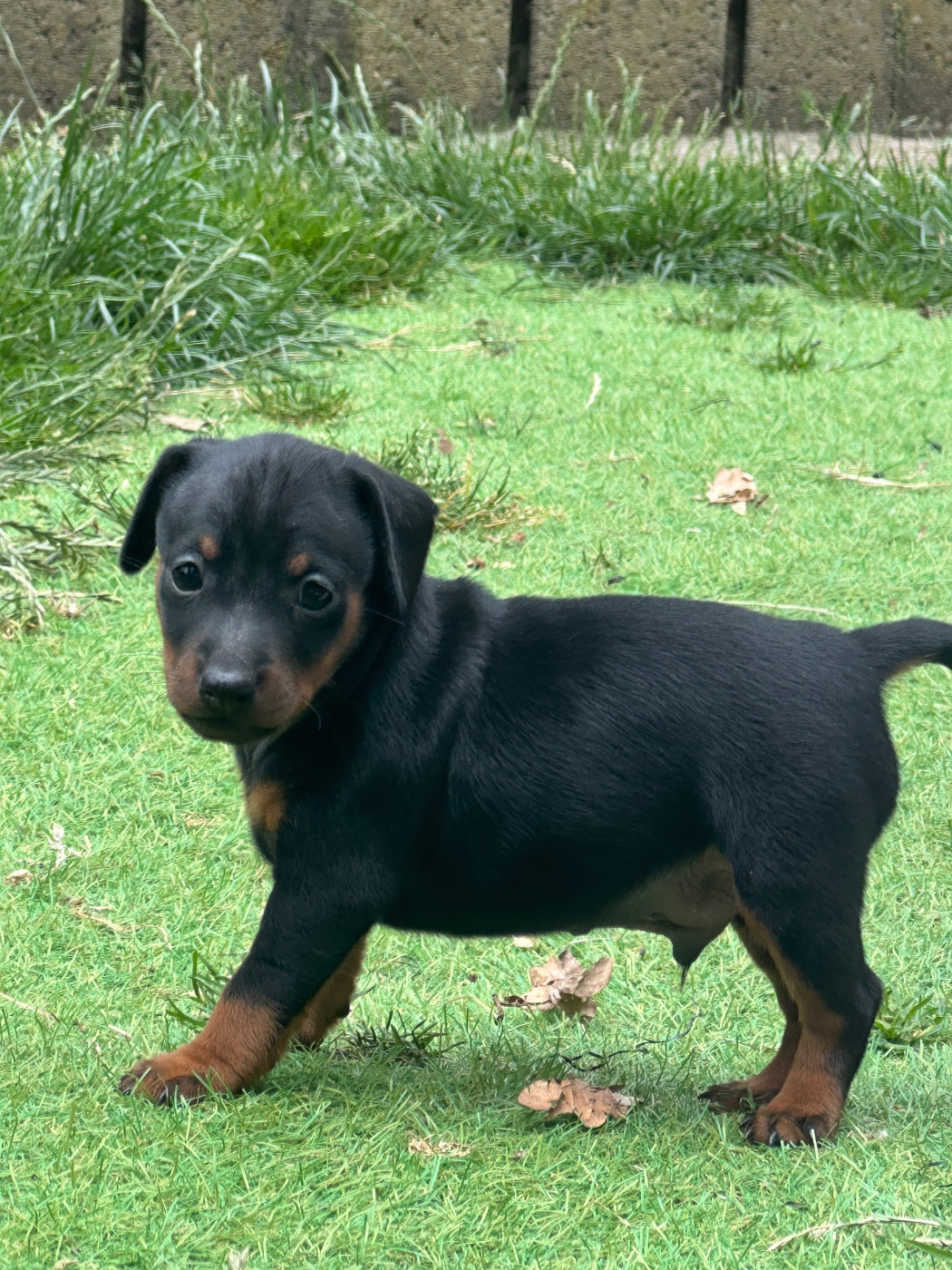 du moulin de madjurie - Pinscher nain - Portée née le 21/03/2026
