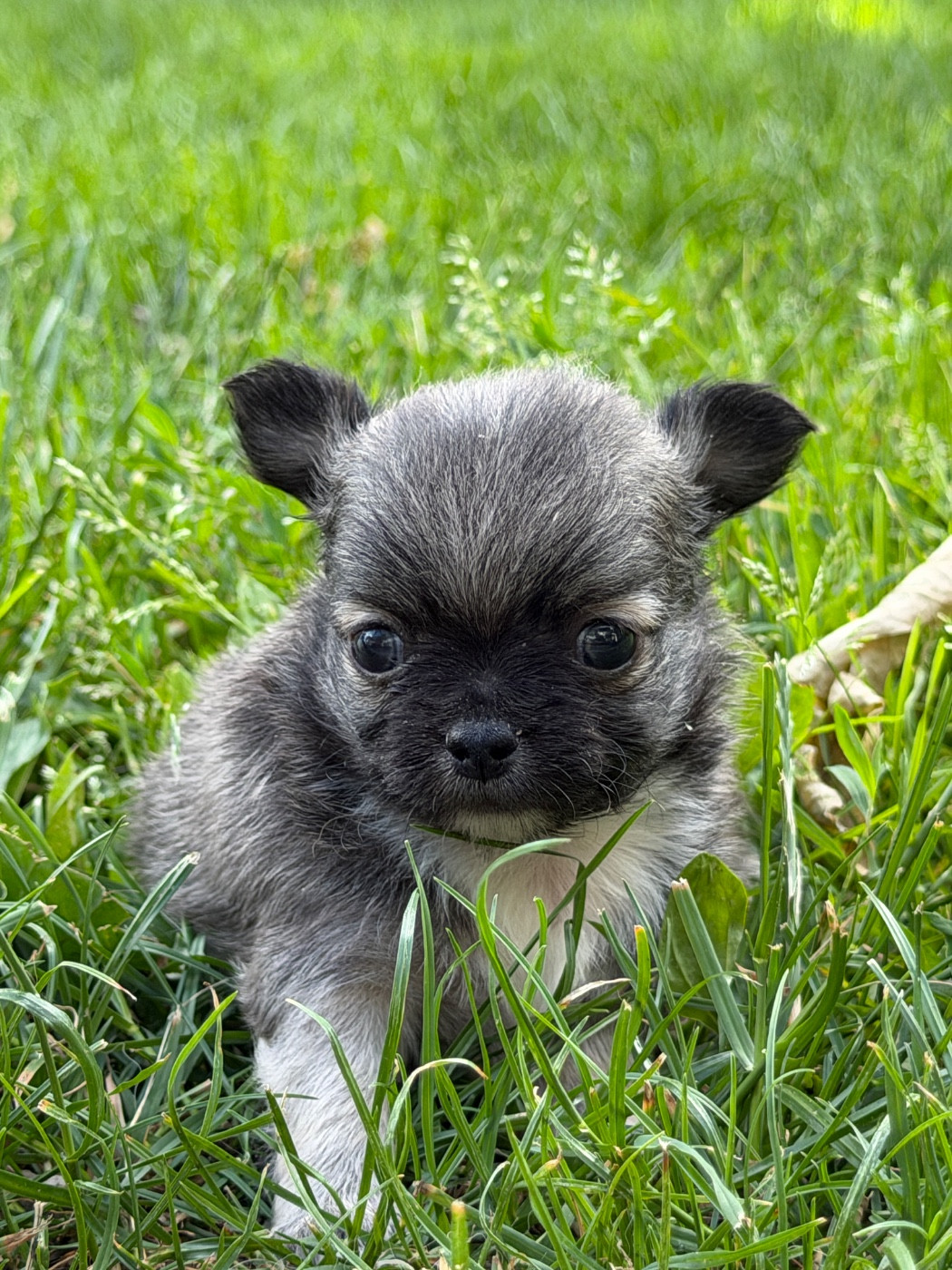 du moulin de madjurie - Chiots disponibles - Chihuahua