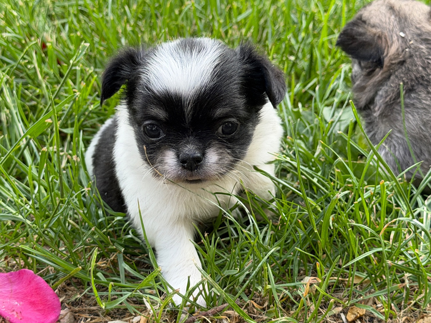 du moulin de madjurie - Chiots disponibles - Chihuahua