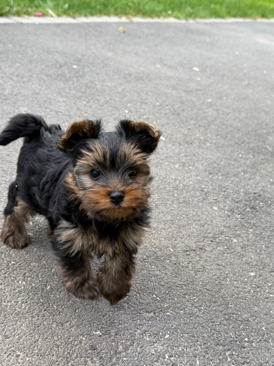 du moulin de madjurie - Chiots disponibles - Yorkshire Terrier
