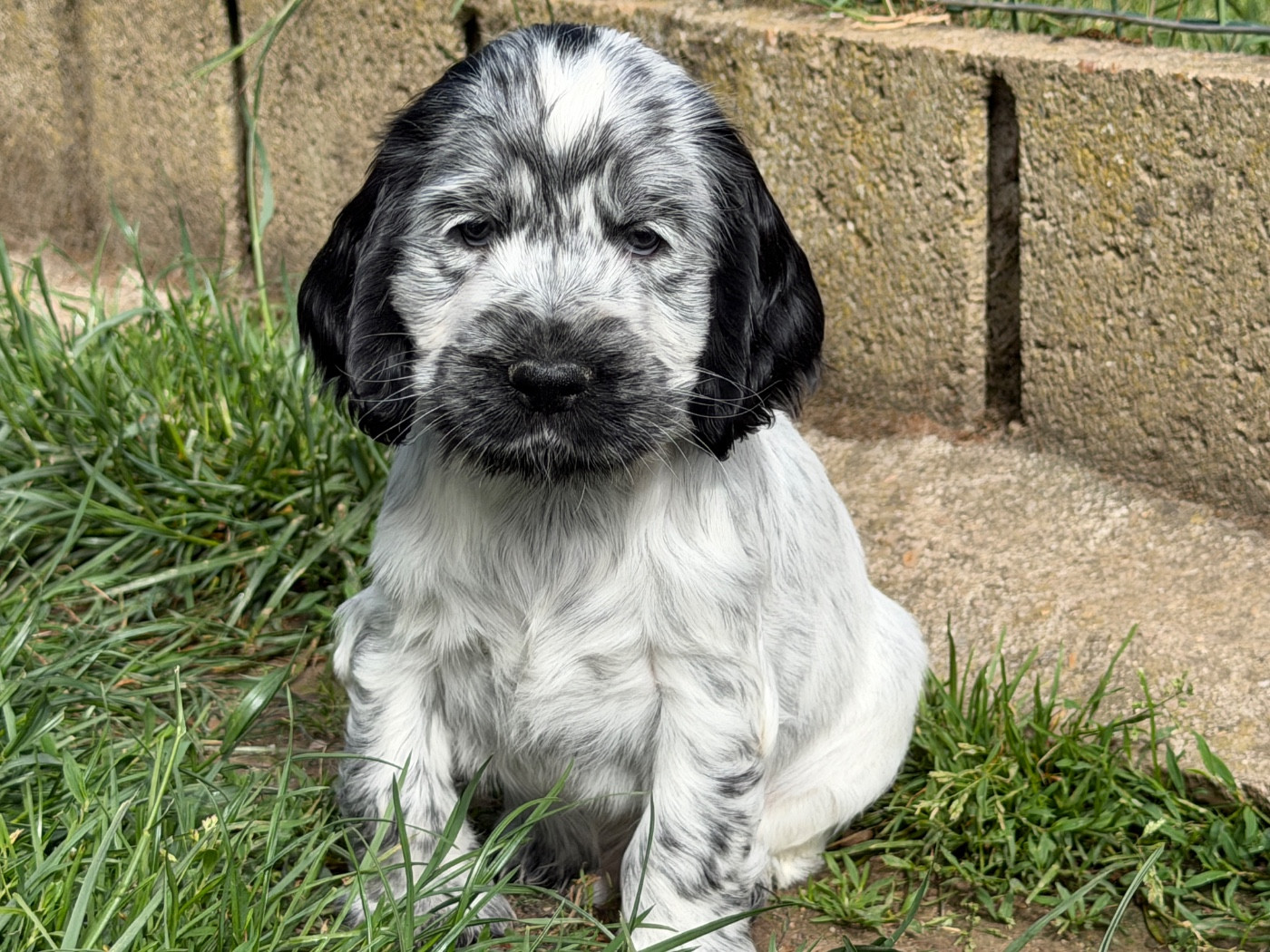 du moulin de madjurie - Chiots disponibles - Cocker Spaniel Anglais