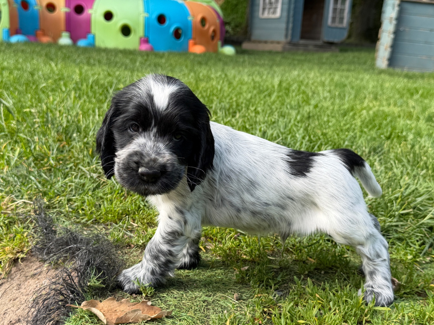 du moulin de madjurie - Chiots disponibles - Cocker Spaniel Anglais