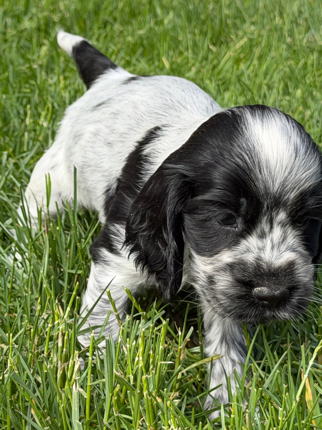 du moulin de madjurie - Chiots disponibles - Cocker Spaniel Anglais