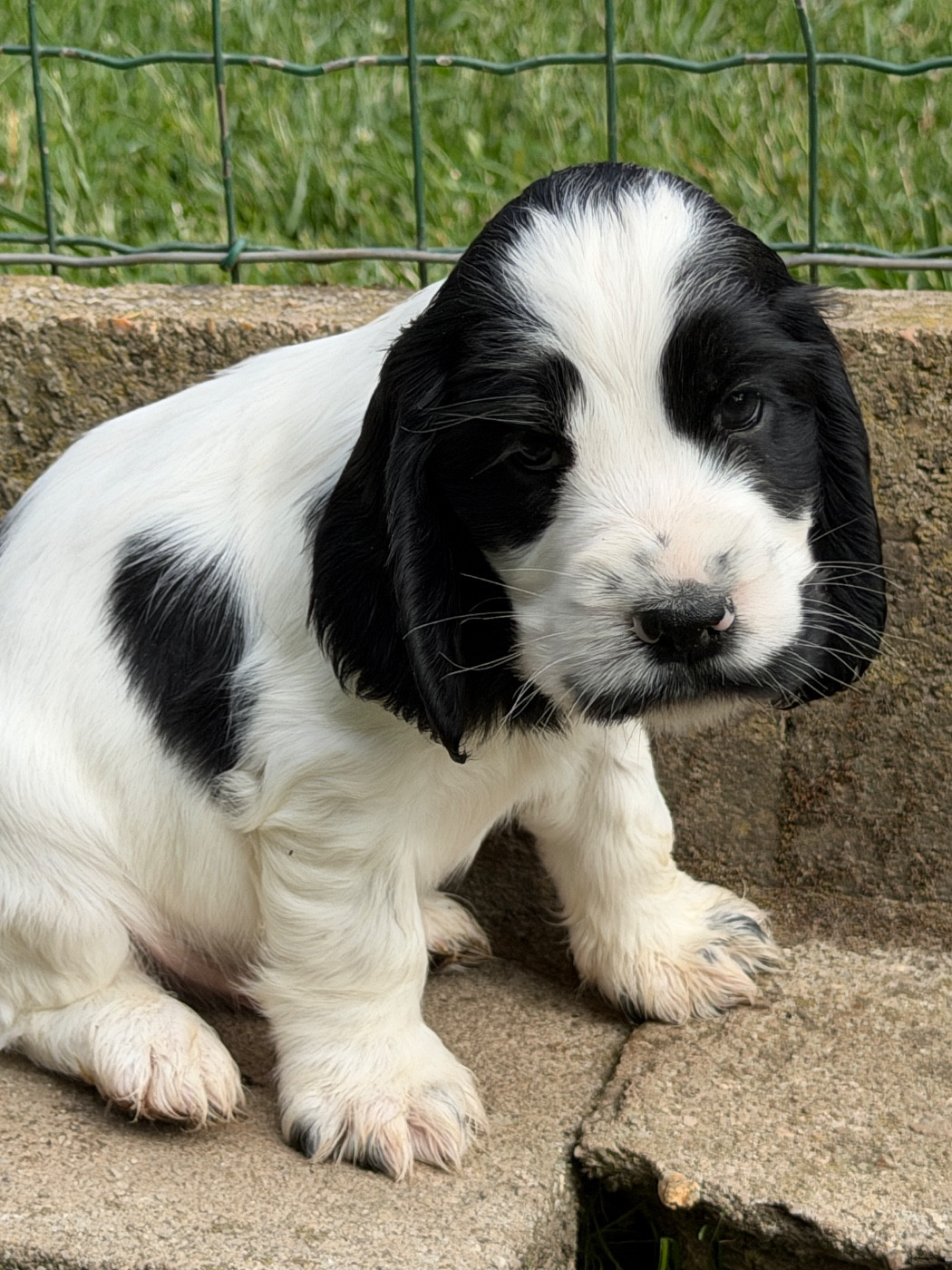 du moulin de madjurie - Chiots disponibles - Cocker Spaniel Anglais