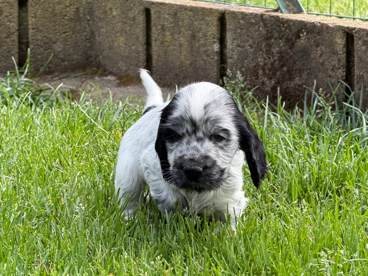 du moulin de madjurie - Chiots disponibles - Cocker Spaniel Anglais