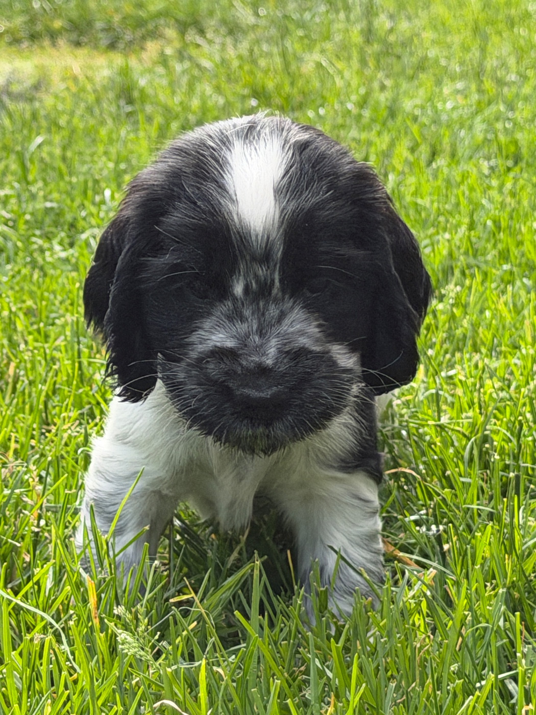du moulin de madjurie - Chiots disponibles - Cocker Spaniel Anglais