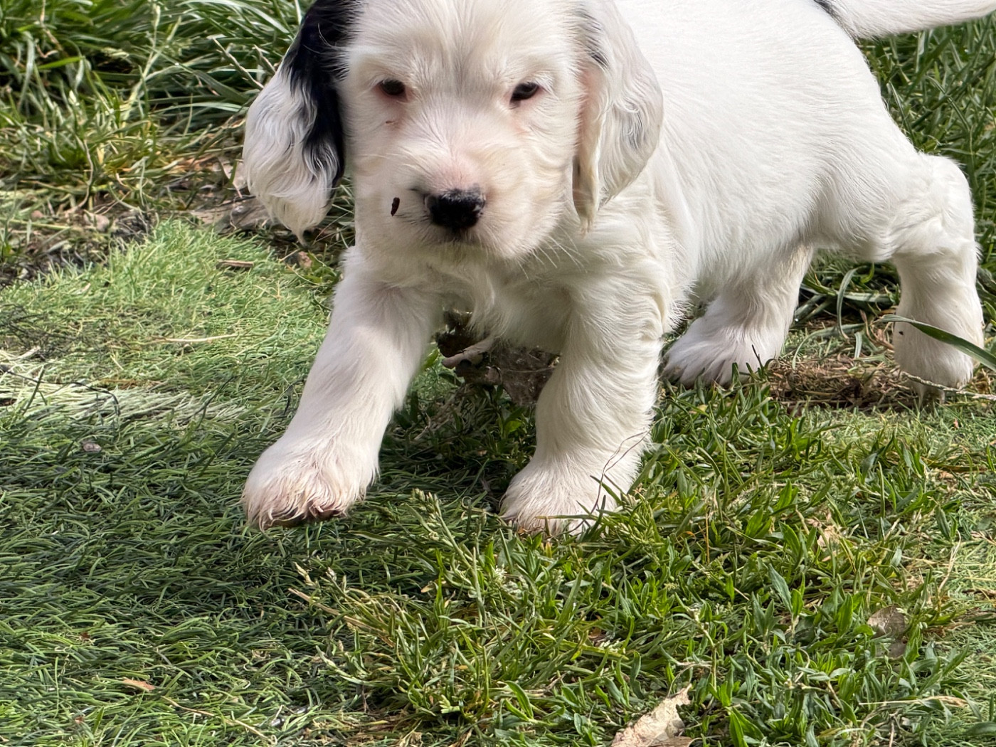 du moulin de madjurie - Chiots disponibles - Cocker Spaniel Anglais