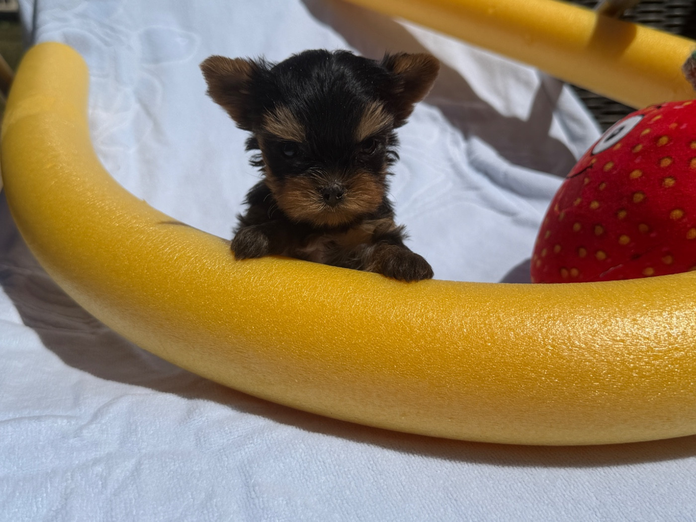 du moulin de madjurie - Chiots disponibles - Yorkshire Terrier