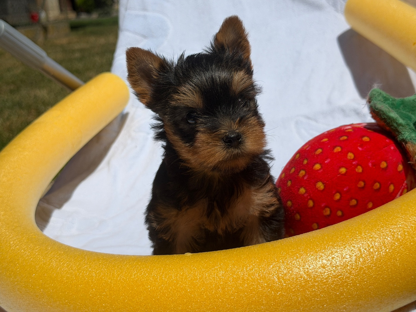 du moulin de madjurie - Chiots disponibles - Yorkshire Terrier