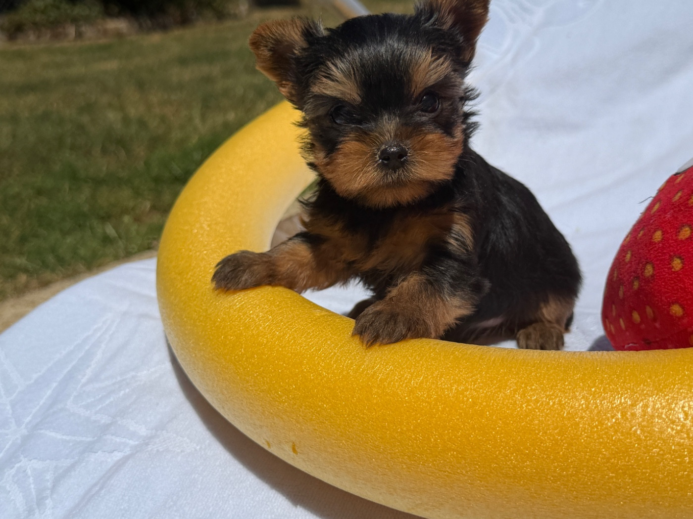 du moulin de madjurie - Chiots disponibles - Yorkshire Terrier