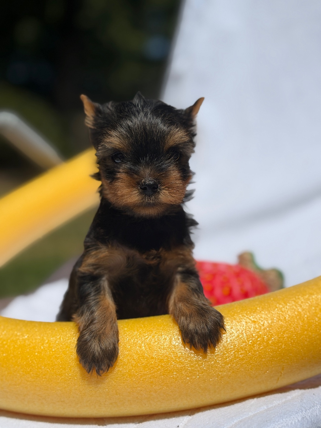 du moulin de madjurie - Chiots disponibles - Yorkshire Terrier
