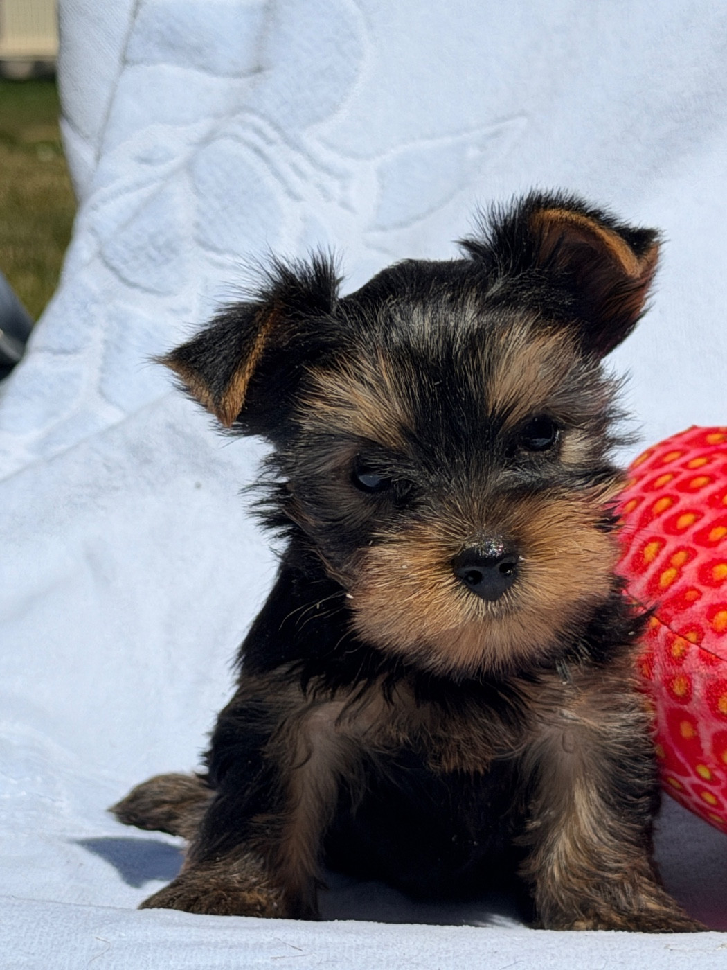du moulin de madjurie - Chiots disponibles - Yorkshire Terrier