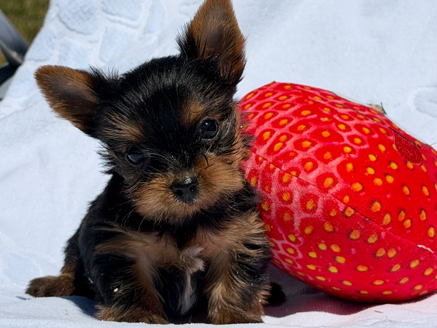 du moulin de madjurie - Chiots disponibles - Yorkshire Terrier