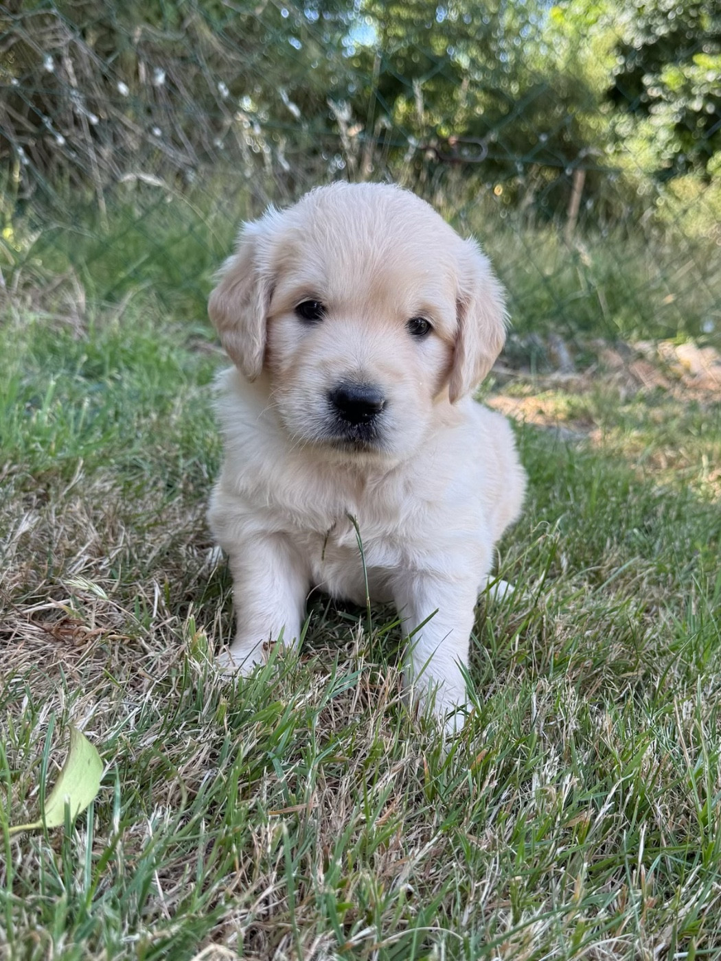 du moulin de madjurie - Chiots disponibles - Golden Retriever