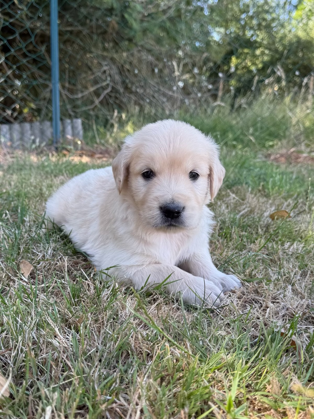 du moulin de madjurie - Chiots disponibles - Golden Retriever
