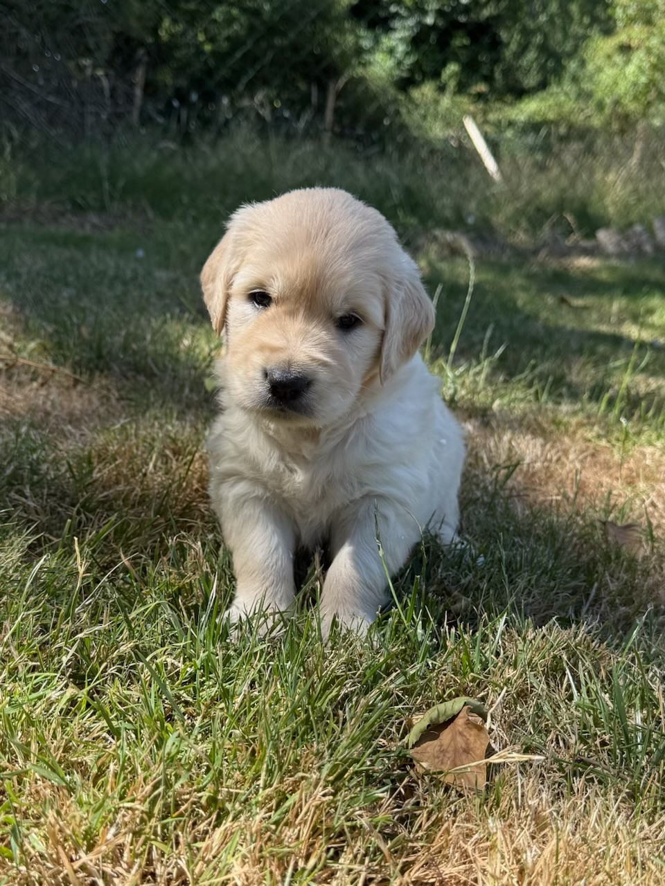 du moulin de madjurie - Chiots disponibles - Golden Retriever