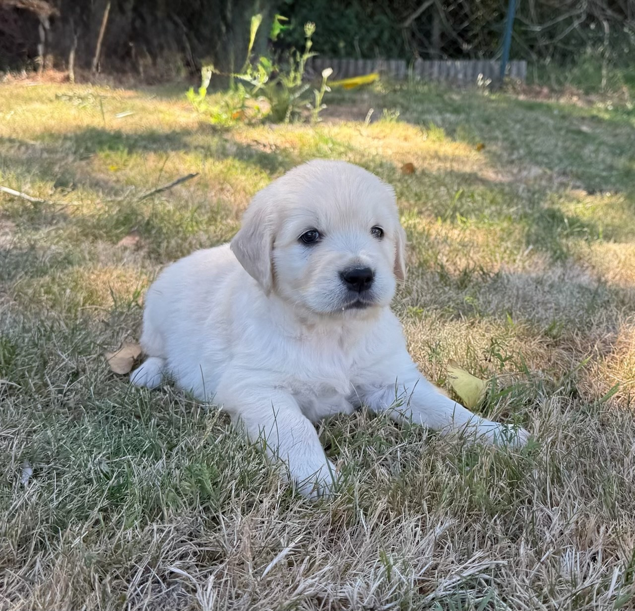 du moulin de madjurie - Chiots disponibles - Golden Retriever