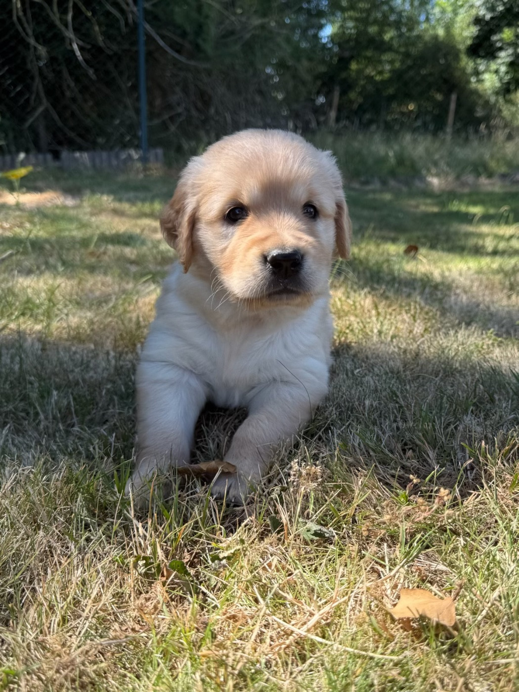 du moulin de madjurie - Chiots disponibles - Golden Retriever