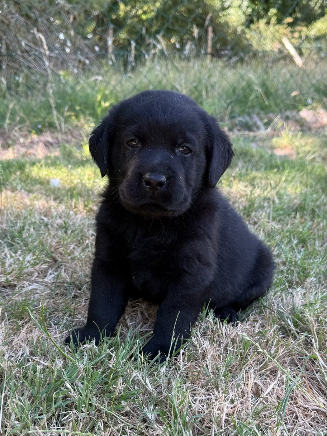 du moulin de madjurie - Chiots disponibles - Labrador Retriever