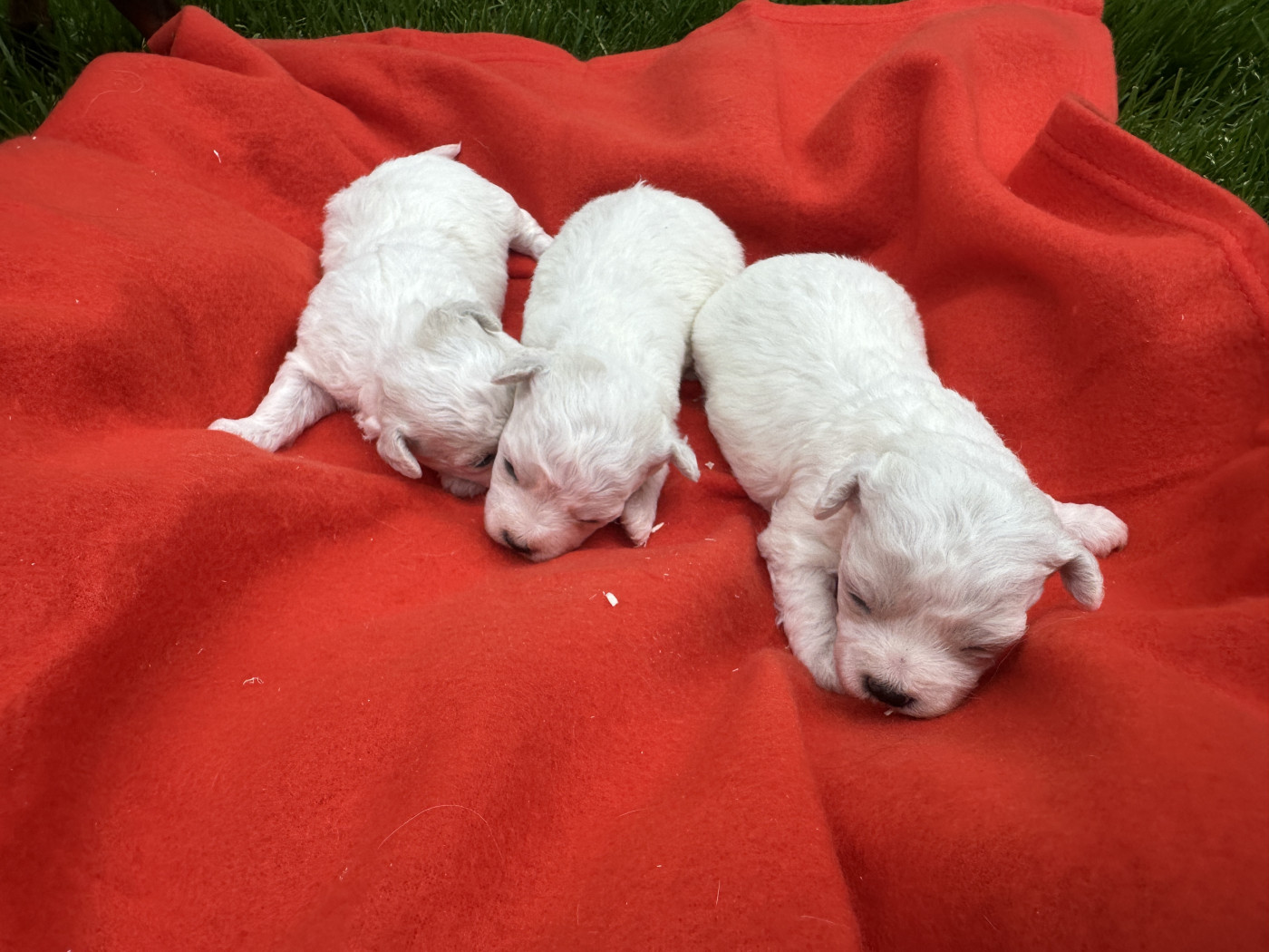 du moulin de madjurie - Chiots disponibles - Bichon Frise