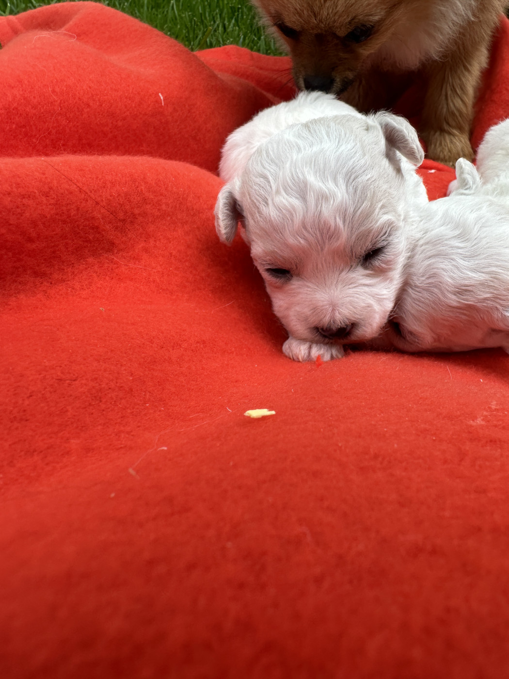 du moulin de madjurie - Chiots disponibles - Bichon Frise
