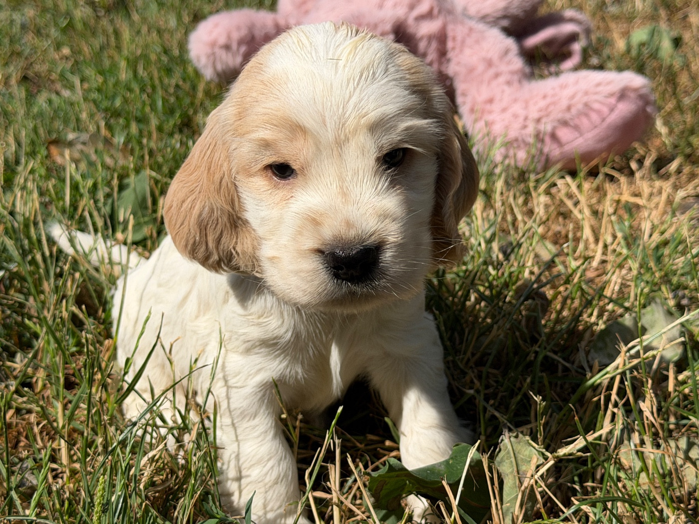 du moulin de madjurie - Chiots disponibles - Cocker Spaniel Anglais