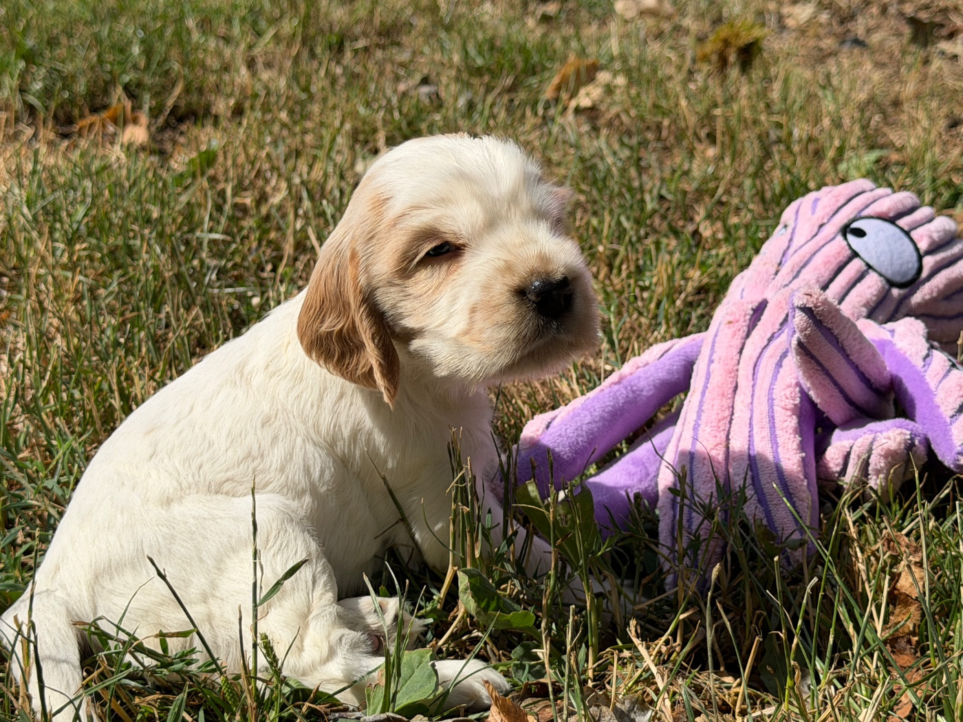 du moulin de madjurie - Chiots disponibles - Cocker Spaniel Anglais