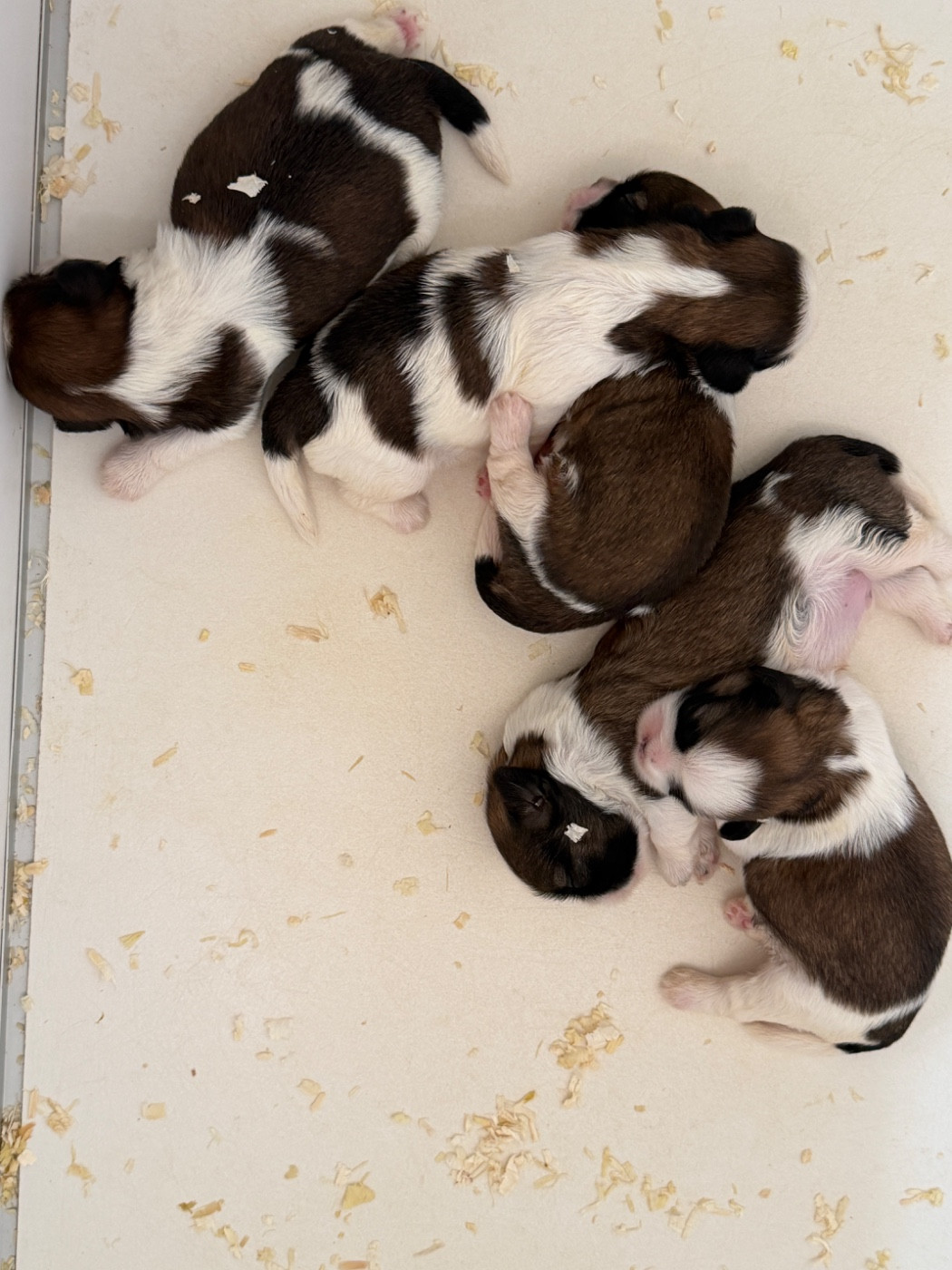 du moulin de madjurie - Chiots disponibles - Shih Tzu