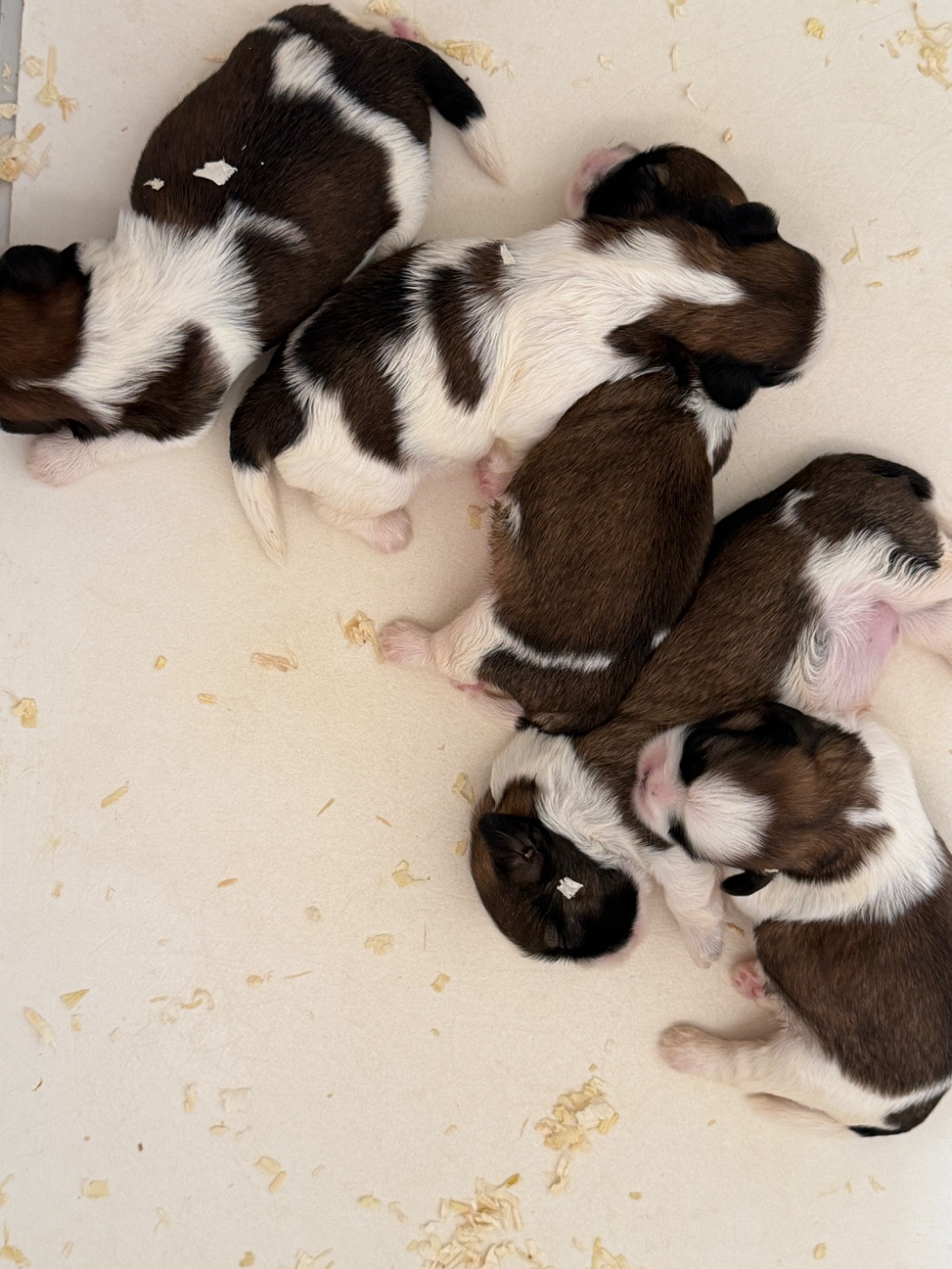 du moulin de madjurie - Chiots disponibles - Shih Tzu