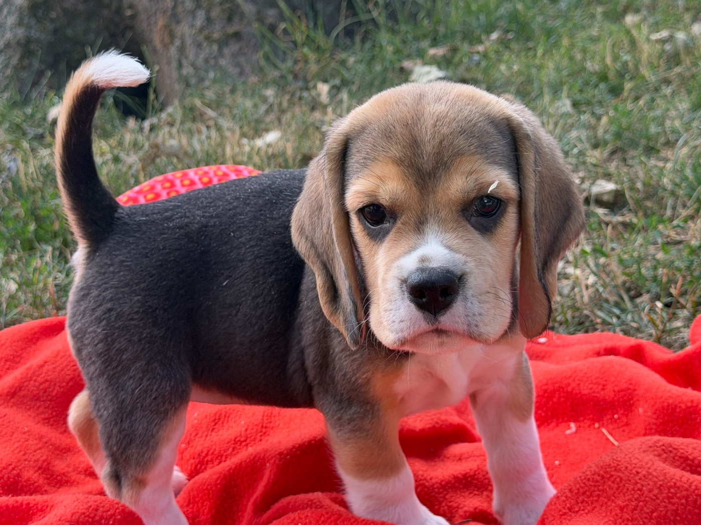 du moulin de madjurie - Chiots disponibles - Beagle